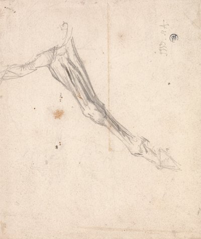 Horses Foreleg (Possibly a Study for L